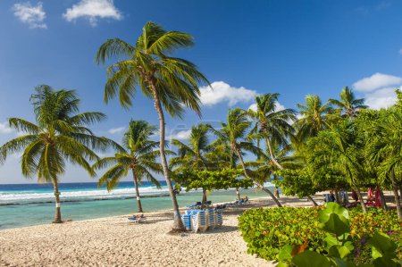 Téléchargez les photos : Palmiers sur la plage de sable blanc et une mer turquoise sur une île caribéenne de la Barbade - en image libre de droit