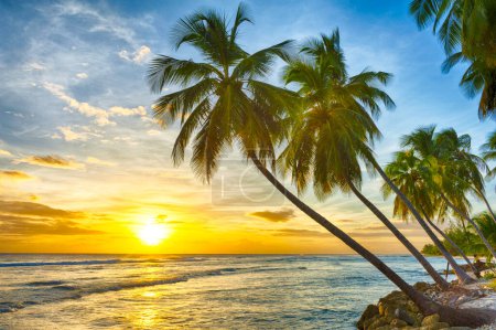 Téléchargez les photos : Beau coucher de soleil sur la mer avec vue sur les palmiers sur la plage de sable blanc sur une île caribéenne de la Barbade - en image libre de droit