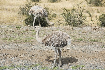 Foto de Ñandú mayor (Ñandú americana) o nandu es un avestruz como ave voladora que vive en las pampas sudamericanas. Parque Nacional Torres del Paine, Chile - Imagen libre de derechos