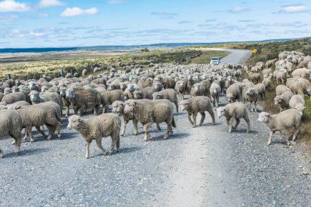 Téléchargez les photos : Troupeau de moutons mérinos sur la route de la ferme en Terre de Feu, Argentine - en image libre de droit
