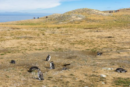 Téléchargez les photos : Colonie de manchots magellans sauvages (Spheniscus Magellanicus) sur une côte de l'île de Magdalena, Chili - en image libre de droit