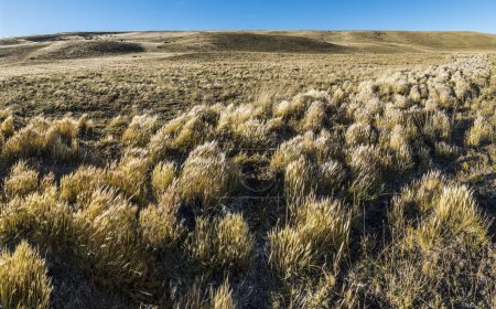 Téléchargez les photos : Dry grass on the hills and plains of Patagonia pampas, Argentina. - en image libre de droit