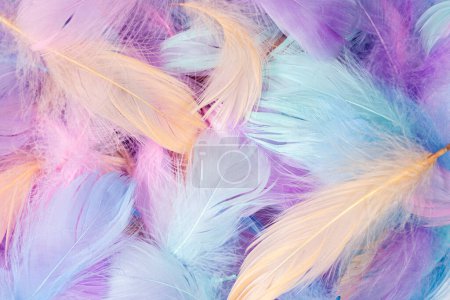 Photo for Pastel Colored Feathers. Feathers background - Royalty Free Image