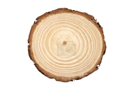 Téléchargez les photos : Coupe transversale du tronc d'arbre montrant des anneaux de croissance sur fond blanc - en image libre de droit