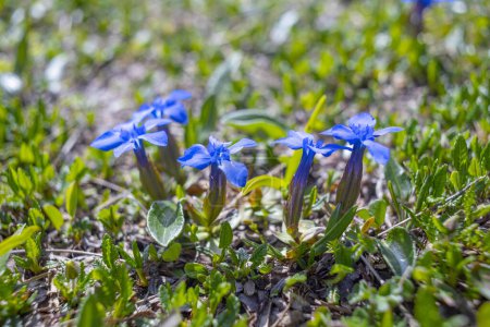Téléchargez les photos : Fleur de gentiane alpine (Gentiana Alpina) - en image libre de droit