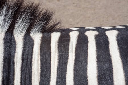 Téléchargez les photos : Texture de peau de zèbre, animal sauvage - en image libre de droit