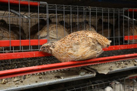 Téléchargez les photos : Oiseau de caille à la ferme - en image libre de droit