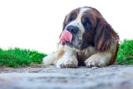 Téléchargez les photos : Race de chien Saint Bernard avec la langue dehors - en image libre de droit