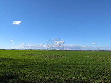 Foto de Paisaje rural, campo con brotes de trigo verde - Imagen libre de derechos