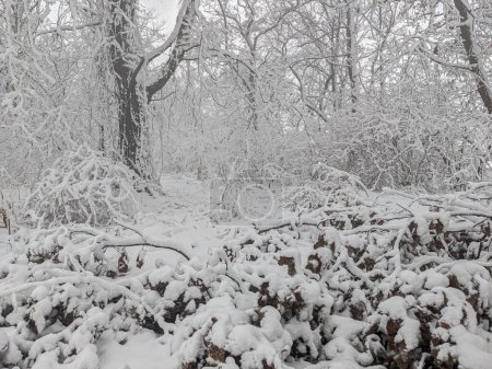 Foto de Paisaje campestre de invierno, todo cubierto de nieve - Imagen libre de derechos