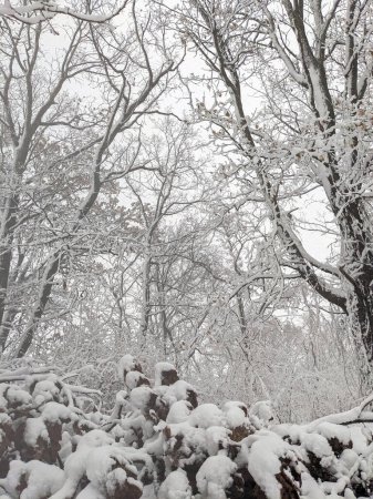 Foto de Paisaje campestre de invierno, todo cubierto de nieve - Imagen libre de derechos