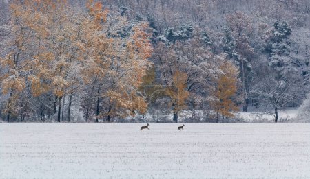 Téléchargez les photos : Deux cerfs courent sur le pré avec des arbres d'automne couverts de neige. Paysage tchèque, animaux sauvages - en image libre de droit