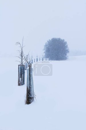 Foto de Aley bare tree curve to lonely tree in winter heavy snowing storm. Czech landscape - Imagen libre de derechos