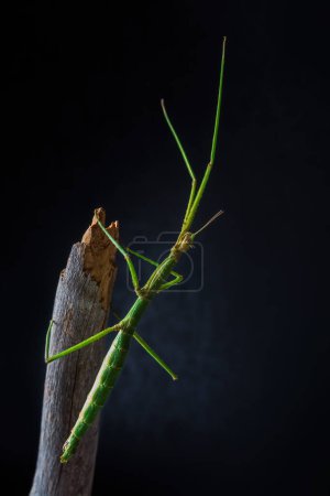 Photo for Green walking stick, stick bug, phobaeticus serratipes standing on tree branch with black background. Macro animal, nature background - Royalty Free Image