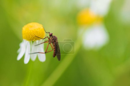 Téléchargez les photos : Mouche de danse, insecte empis livida assis sur la fleur de camomille. Fond macro-animal - en image libre de droit