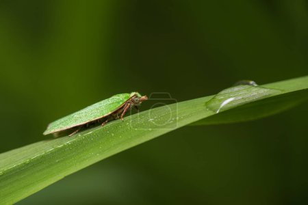 Téléchargez les photos : Tortrix de chêne vert, tortrix de papillon viridana animal assis sur la tige de l'herbe. Macro-animal - en image libre de droit