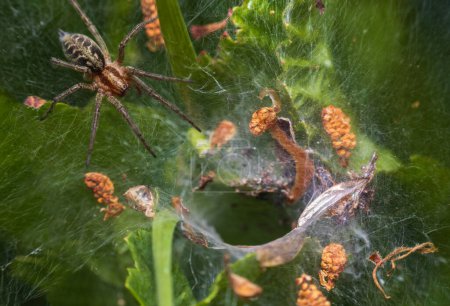 Téléchargez les photos : Labyrinthe araignée, agelena labyrinthe reposant près de sa toile d'entonnoir. Fond macro-animal - en image libre de droit