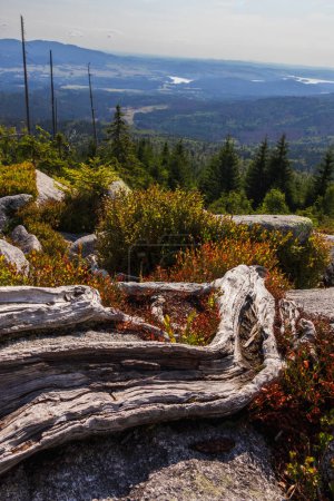 Téléchargez les photos : Chemin piétonnier sur la montagne Sumava de la colline Plechy avec réserve Lipno. Paysage tchèque, réserve naturelle - en image libre de droit