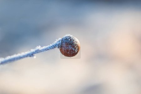 Téléchargez les photos : Pomme de chêne congelée recouverte de givre. Guêpe biliaire parisitique des insectes. Hiver fond simple - en image libre de droit