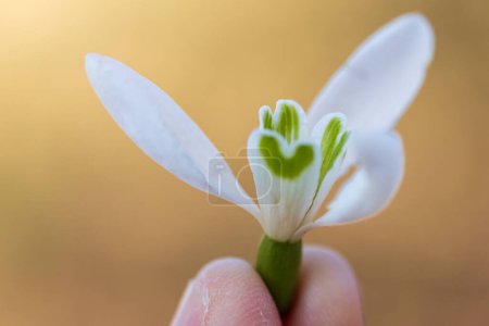 Hombre mano flor hueca Loddon flor lila, leucojum aestivum sobre fondo ocre