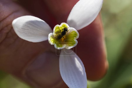Man hand holding blossom loddon lilly flower, leucojum aestivum with cherry gall wasp, cynips quercusfolii animal