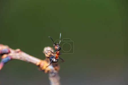 Ameise, lacius niger, auf Ast stehend. Tierischer Hintergrund