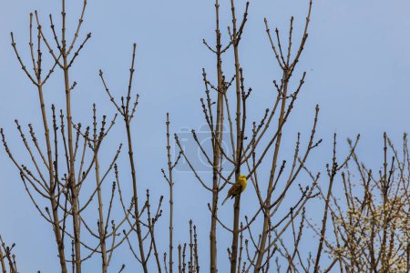 Yellowhammer, emberiza citrinella, Vogel, der auf einem Frühlingsbaum mit blauem Himmel sitzt. Tschechischer tierischer Hintergrund