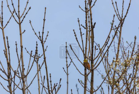 Yellowhammer, emberiza citrinella, Vogel, der auf einem Frühlingsbaum mit blauem Himmel sitzt. Tschechischer tierischer Hintergrund
