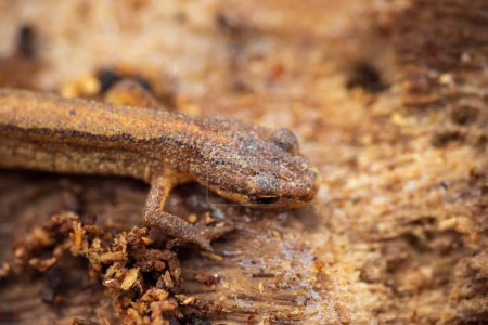 Lissotriton vulgaris, smooth newt animal hiding under bark tree in early spring season. Macro Czech animal amphibian background