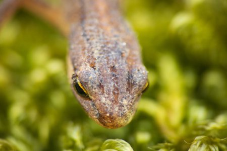 Lissotriton vulgaris, ein glattes Molchtier, das im zeitigen Frühling auf Moos wandelt. Makro tschechischen Tier Amphibien Hintergrund