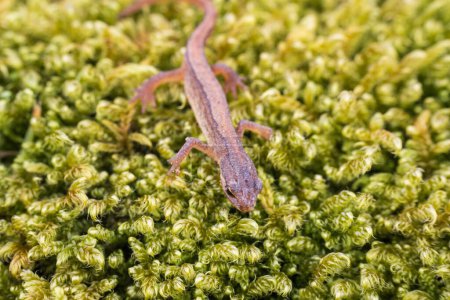 Lissotriton vulgaris, ein glattes Molchtier, das im zeitigen Frühling auf Moos wandelt. Makro tschechischen Tier Amphibien Hintergrund
