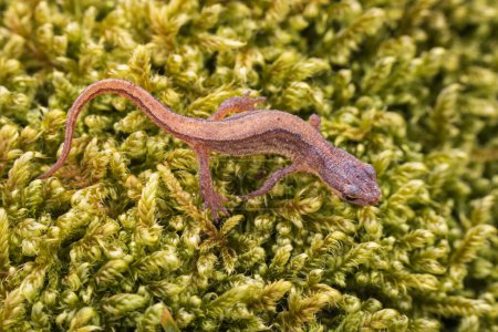 Lissotriton vulgaris, smooth newt animal walking on moss in early spring season. Macro Czech animal amphibian background
