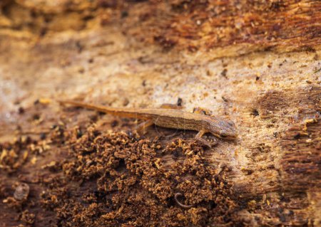 Lissotriton vulgaris, smooth newt animal hiding under bark tree in early spring season. Macro Czech animal amphibian background