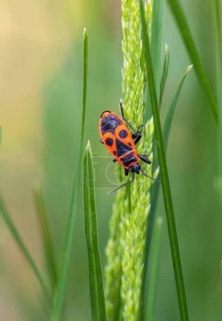 Firebug, pyrrhocoris apterus insecto animal sentado en el tallo de hierba. Macro foto