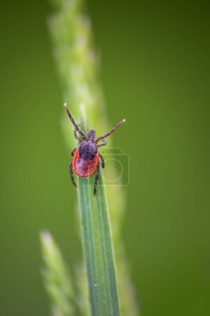 Téléchargez les photos : Cocher, ixodida insecte parasite animal assis sur la tige de l'herbe. Macro fond - en image libre de droit