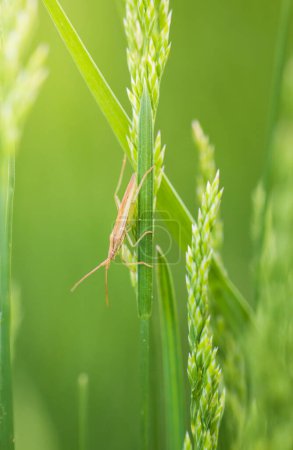 Téléchargez les photos : Stenodema laevigatum, punaise d'herbe sur la tige d'herbe. Fond macro-animal - en image libre de droit