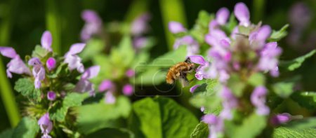 Dunkelkantige Bienenfliege, Bombylius major Insekt, das Nektar aus Lamium-Pflanze frisst