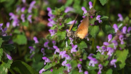 Macroglossum stellatarum, Kolibri-Falkenmotte fliegt und saugt Nektar aus Lamium-Pflanze