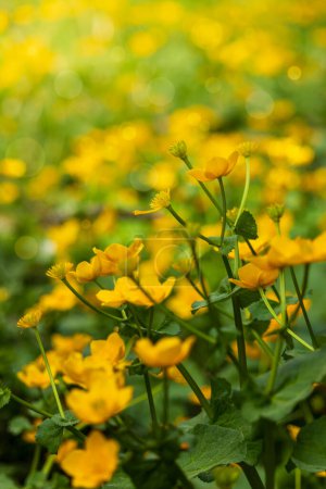 Caléndula amarilla, campo de flores de caltha palustris. Primavera flor checa