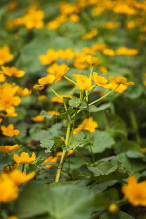 Foto de Caléndula amarilla, campo de flores de caltha palustris. Primavera flor checa - Imagen libre de derechos