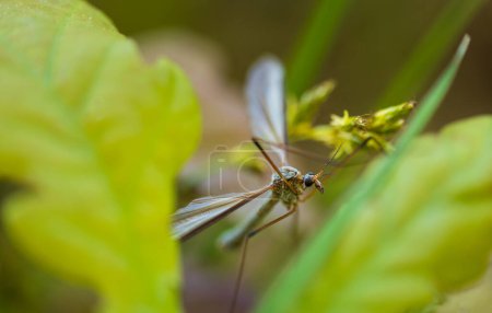 Large cranefly, tipula maxima insect sitting on leaf. Macro animal background