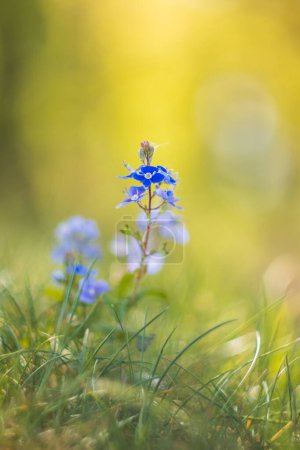 Photo for Germander speedwell, veronica chamaedrys plant in morning light. Macro spring Czech flower - Royalty Free Image