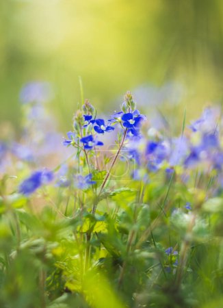 Germander speedwell, veronica chamaedrys planta en la luz de la mañana. Macro primavera flor checa