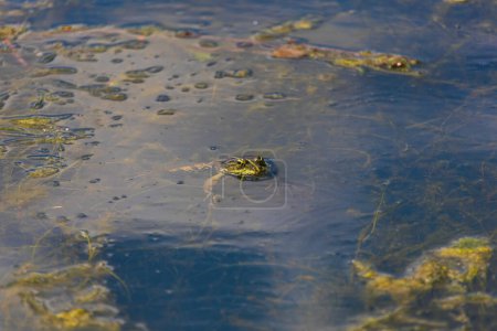 Green frog, pelophylax esculentus swimming on pond surface. Czech nature background