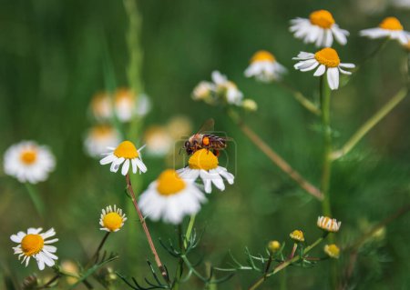 La abeja recogen el néctar en matricaria la manzanilla, la flor de manzanilla. Naturaleza checa