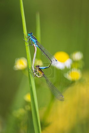 Zygoptères, mouchetures à queue bleue, sur la tige de l'herbe. Nature tchèque