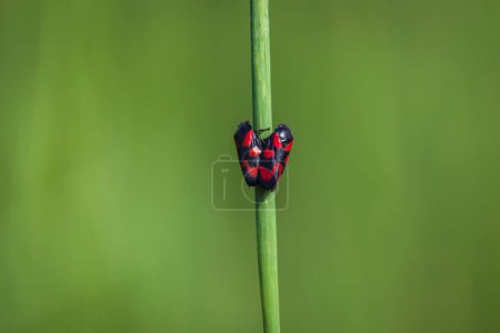 Two black and red froghopper, cercopis vulnerata mating on grass stem. Czech nature