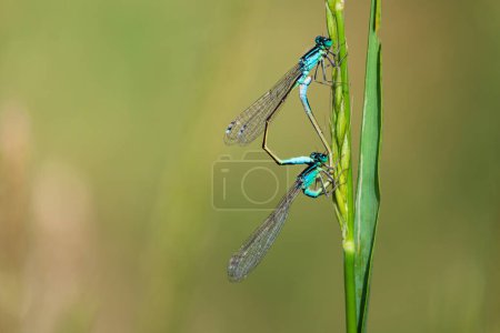 Zygoptera, bluet ailed damselfly matting, on grass stem. Czech nature