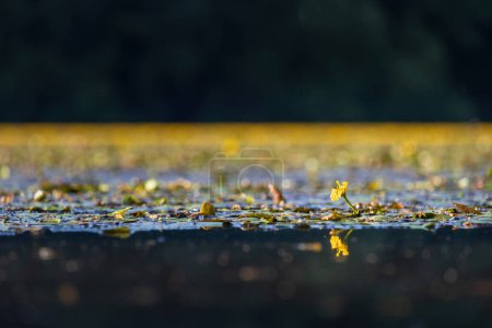 Corazón flotante amarillo, flores de ninfoides peltata creciendo en la superficie del estanque. Planta en peligro de extinción, paisaje checo