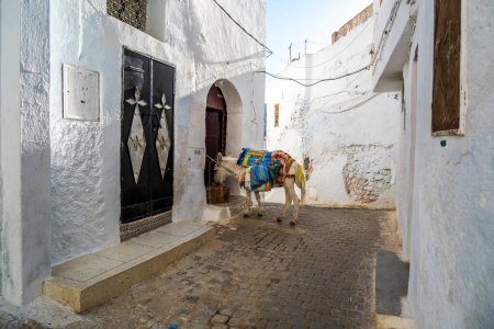 Foto de Cute donkey on street of Moulay Idriss, Morocco, North Africa - Imagen libre de derechos